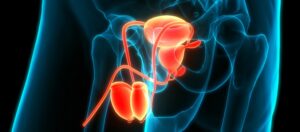 3D Illustration Concept of Male Reproductive System Anatomy