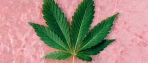 medical marijuana