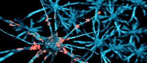 neurons, epilepsy