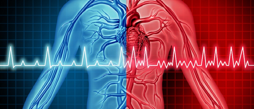 diagram of heart, ECG, pulse, atrial fibrillation, AF