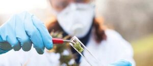 medical marijuana, medicinal cannabis