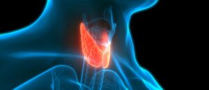 thyroid, hyperthyroidism