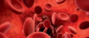 red blood cells, veins, arteries, blood clots