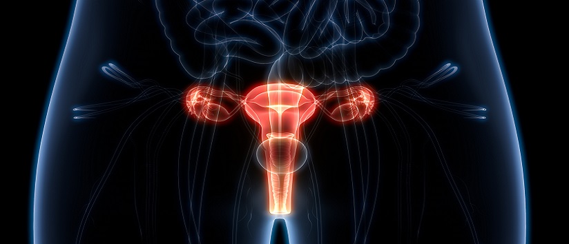 Abstract image of female Reproductive System Anatomy