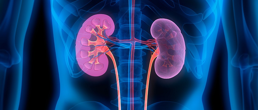 Human Kidneys - Medical Illustration - Abstract image of a kidney