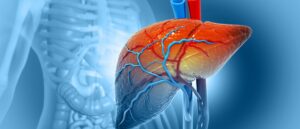 Human liver anatomy structure, 3d illustration