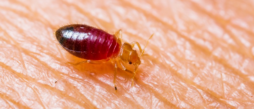 Close up of bed bug on skin