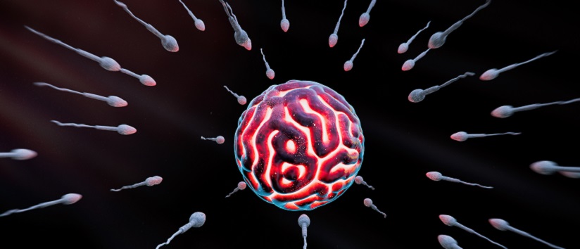 Human Fertilization of Sperm and Egg cell - 3d rendered image. The sperm try to get inside the egg. Sperm swimming to ovum cell. Sperm approaching human egg cell. Horizontal. Medical research concept.