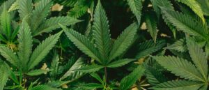 marijuana