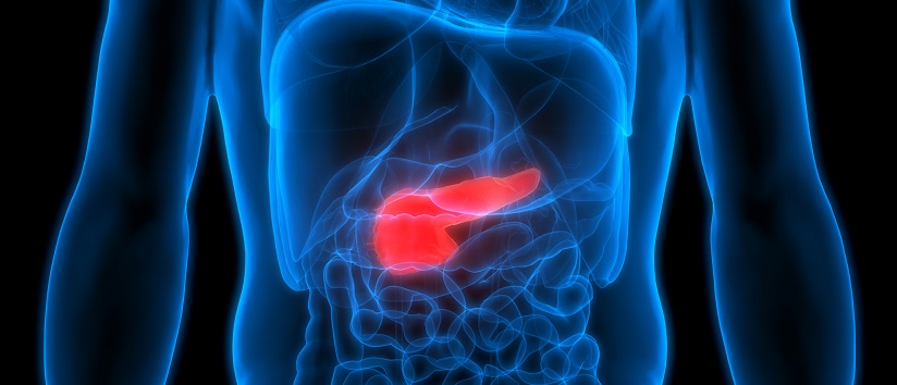 3D Illustration of Human Body Organs Anatomy (Pancreas)