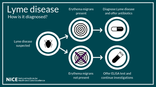 Lyme disease infographic (NICE)